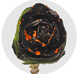 Брассика крашеная Сплэш чёрно-оранжевая (Splash Black-Orange)