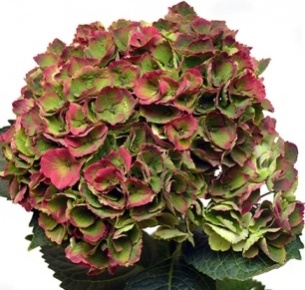 Гортензия зелено-красная