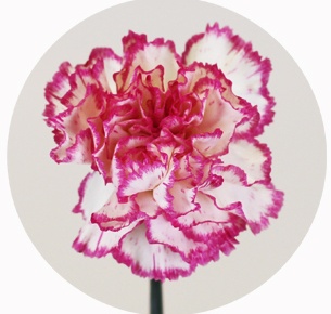 Гвоздика стандарт микс 5