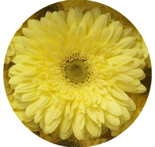 Гербера Фул Мун (Full Moon)