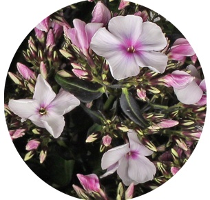 Флокс Брайт Айс (Bright Eyes)