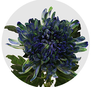 Хризантема одноголовая Антонов Полар Лайт (Antonov Polar Light)