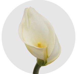 Калла Коломбе Де Ла Пе (Colombe De La Paix)