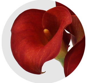 Калла мини красная