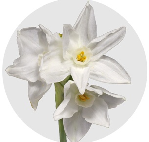 Нарцисс Пепервайт (Paperwhite)