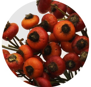 Розенботтел Сэнсэйшнл Фэнтэзи (Rozenbottel Sensational Fantasy)