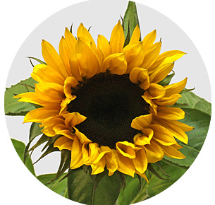 Подсолнух Санрич оранжевый (Sunrich Orange)