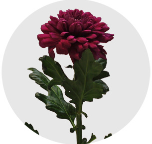 Хризантема одноголовая Ламира (Lamira)