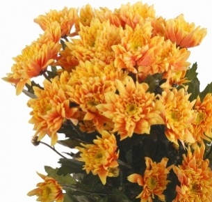 Хризантема кустовая Евро крашеная оранжевая (Euro pnt orange)