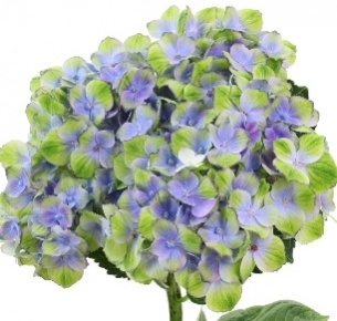 Гортензия зелено-голубая