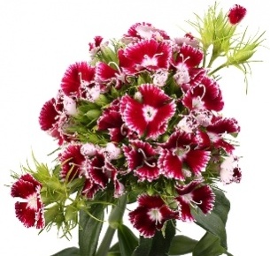 Диантус барбатус бело-лиловый