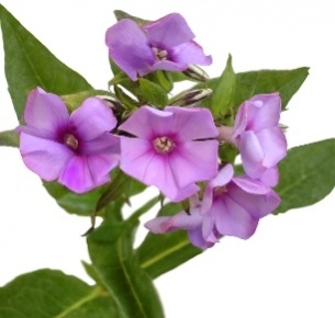 Флокс лиловый