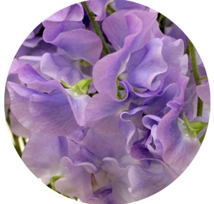 Латирус Милка (Milka)