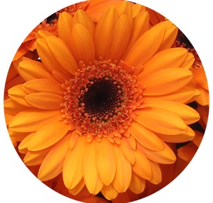 Гербера мини Бизон (Bison)