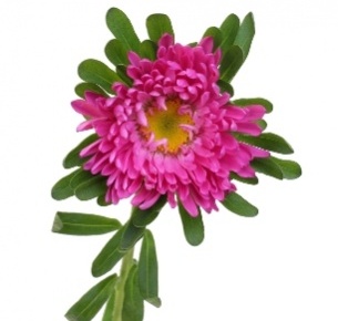 Астра лиловая