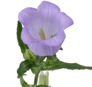 Кампанула голубая