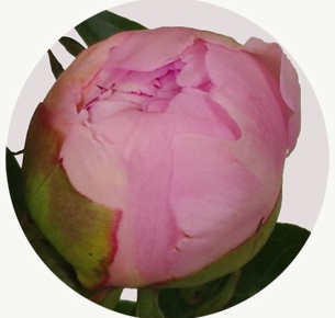 Пион Мисс Америка (Miss America)