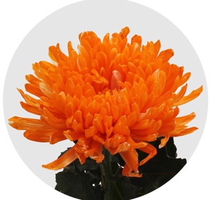 Хризантема одноголовая Антонов оранжевый крашеный (Antonov orange)