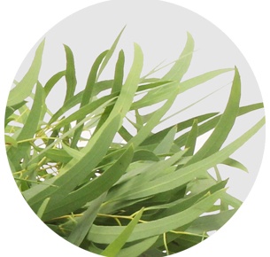 Эвкалипт Николи (Nicholii)