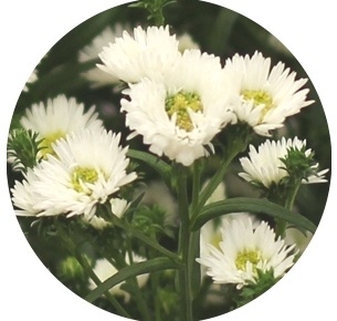 Астра кустарнковая Кэсси (Aster Cassy)