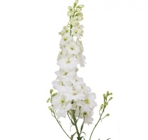 Дельфиниум гибрид белый