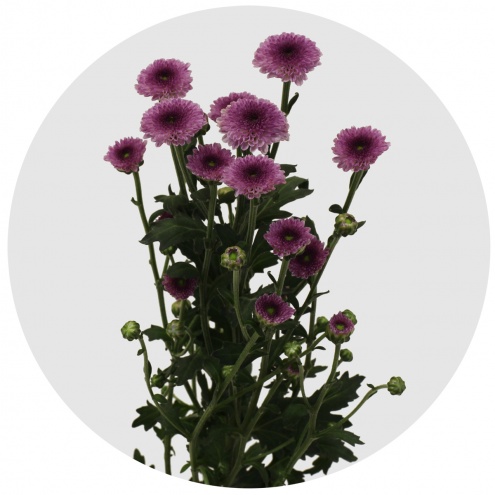 Хризантема кустовая Сантини Калимеро тёмно-розовая Хризантема кустовая Сантини Калимеро тёмно-розовая