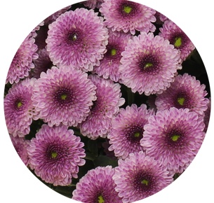 Хризантема кустовая Сантини Калимеро тёмно-розовая