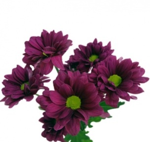 Хризантема кустовая Эскудо (Escudo)