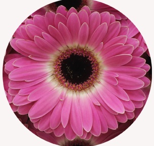 Гербера Кубанита (Cubanita)