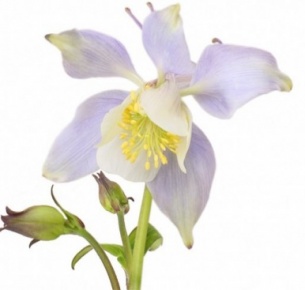 Аквилегия голубая