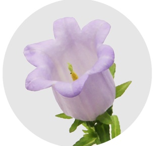 Кампанула милка