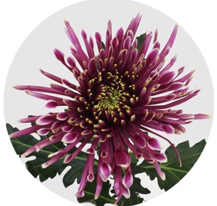 Хризантема одноголовая Тула Шарлетта (Tula Sharletta)