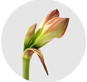 Амариллис Эппл Блоссом (Apple Blossom)