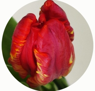 Тюльпан Рококо (Rococo)