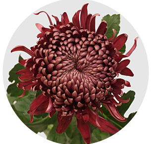Хризантема одноголовая Регал мист руд (Regal Mist Rood)