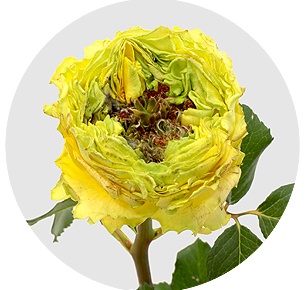 Роза Кантри спирит папиллон (Country Spirit Papillon)