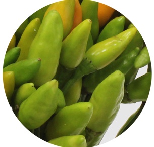 Капсикум Грин Файер (Capsicum Green Fire)