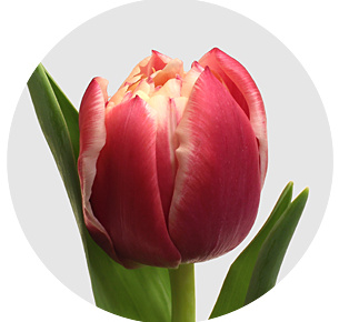 Тюльпан Колумбус (Columbus)