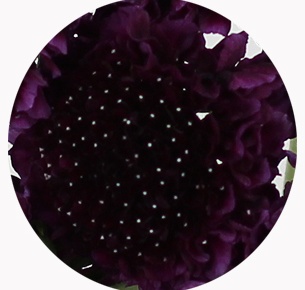 Скабиоза пурпурная (scabiosa atropurpurea)