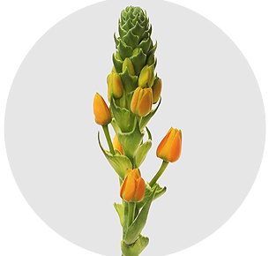 Орнитогалум Дик оранжевый (Dik orange)