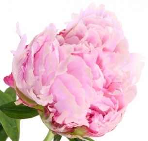 Пион розовый махровый