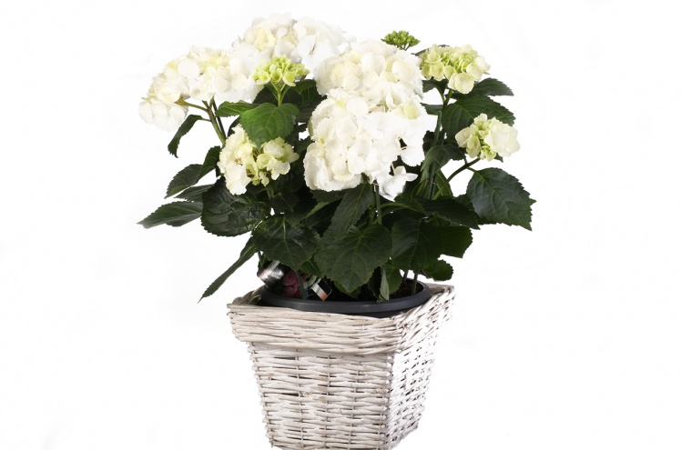 Гортензия (Hydrangea) Гортензия (Hydrangea)
