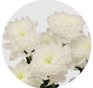 Хризантема кустовая Алтай (Altay)