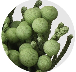 Бруния крашеная Силвер Лайм (Silver Lime)