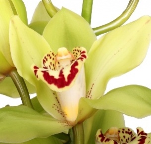 Орхидея Цимбидиум зеленая