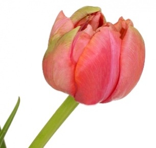 Тюльпан французский