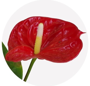 Антуриум (Anthurium)