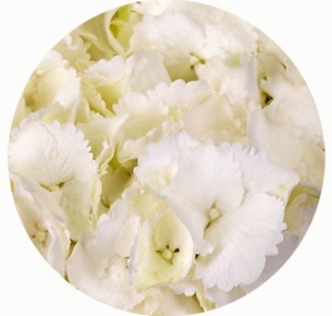 Гортензия белая