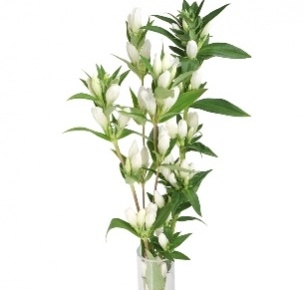 Гентиана белая