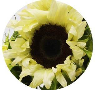 Подсолнух белый